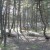 Pădurea Hoia-Baciu, inclusa in topul celor mai înfricoşătoare zone din Europa
