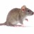 Un şobolan a tăiat curentul la centrala nucleară de la Fukushima