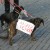 Câteva sute de clujeni au protestat şi astăzi împotriva legii eutanasierii câinilor fără stăpân