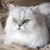 Iranul vrea să trimită o pisică persană în spaţiu