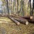 Un pădurar si-a dat demisia de la Ocolul Silvic Muntele Mare de frica hotilor de lemne