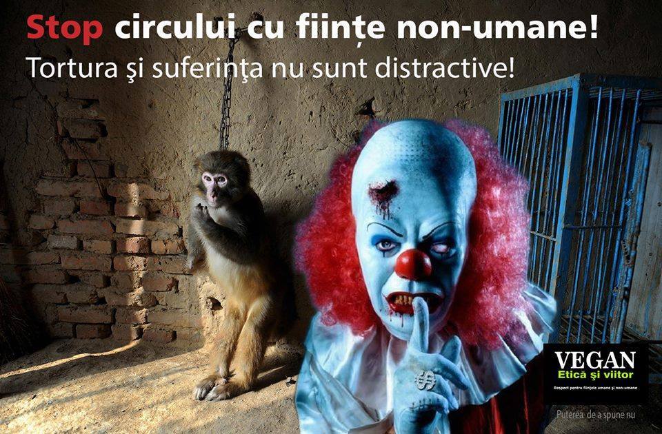 Clujenii ies vineri seara în stradă împotriva exploatării animalelor în circuri! „STOP circului cu ființe non-umane”