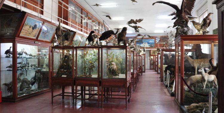 Muzeul Zoologic al UBB Cluj, redeschis săptămâna viitoare!