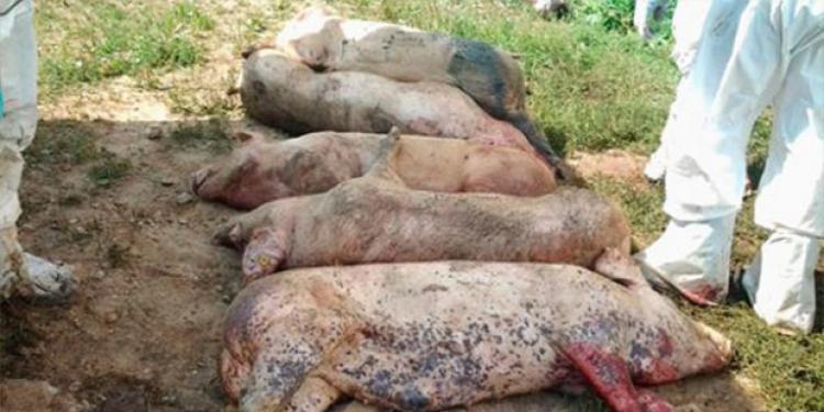 Virusul pestei porcine a fost confirmat la cea mai mare fermă din România! 140 de mii de porci vor fi sacrificaţi