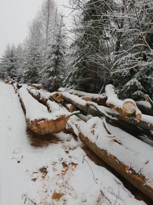 Lupta cu mafia lemnului continuă la Cluj, în Valea Ierii: Poliţiştii au confiscat lemne tăiate ilegal în valoare de 10.000 euro!