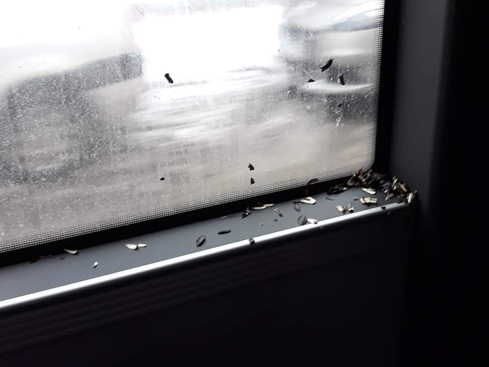 Clujul needucat – Niște cetățeni necivilizați ai urbei au spart semințe în autobuz și au lăsat cojile pe unde au apucat! FOTO
