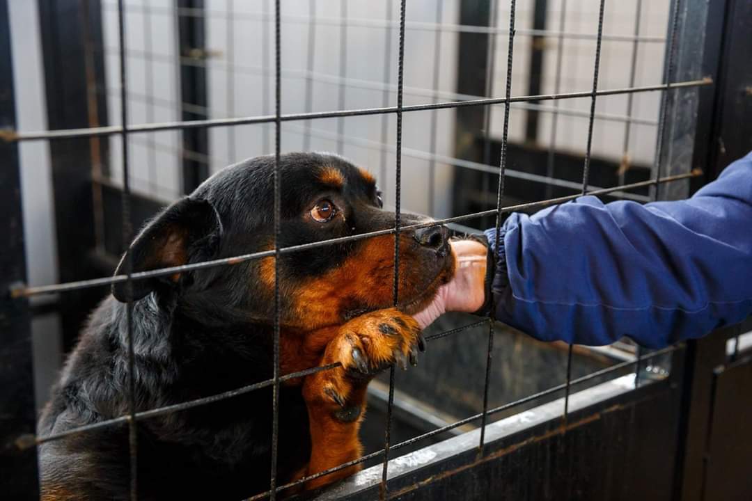 Ziua porților deschise la centrul de adăpost a câinilor fără stăpân