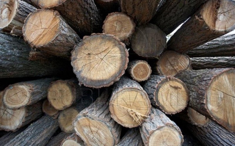 Hoți de lemne din Cluj au ajuns la pușcărie! Li s-au confiscat mașinile, banii și drujbele