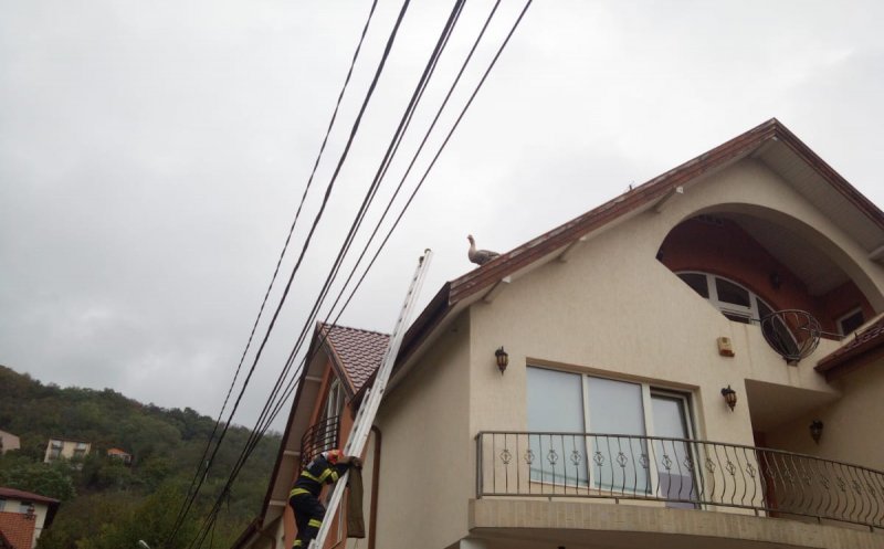 Pompierii clujeni au salvat un gâscan blocat pe acoperișul unei case din Grigorescu