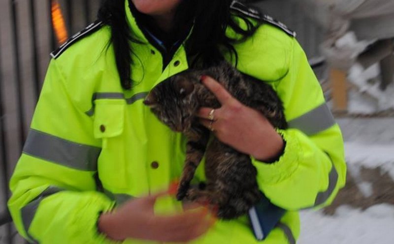 Bătaie mare pentru cele 264 de posturi la Poliția Animalelor