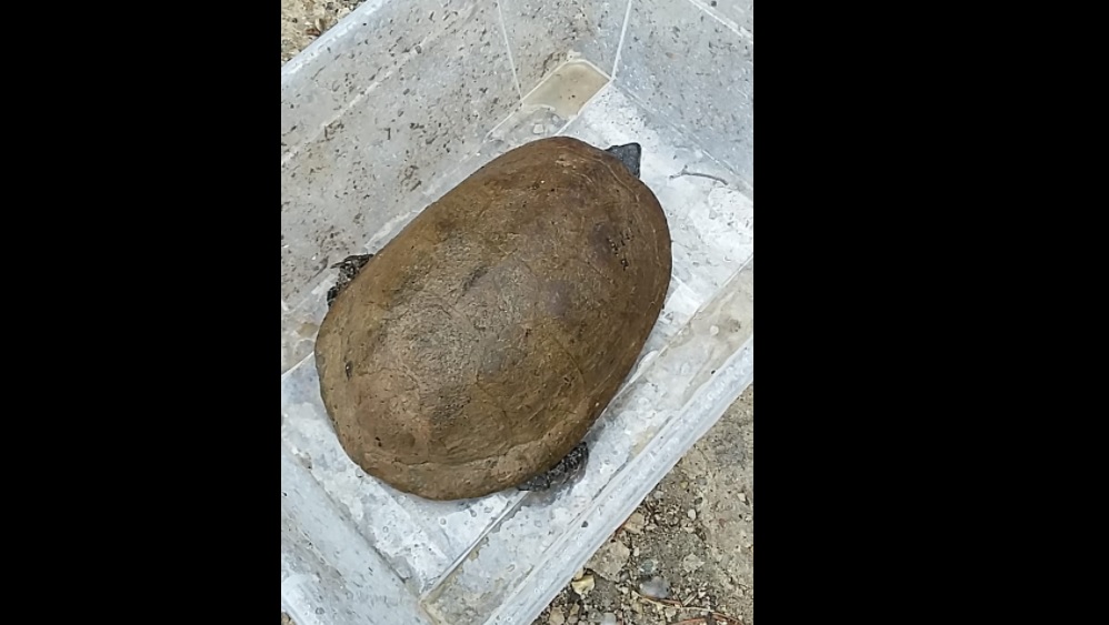 Broască țestoasă uriașă, pe cale de dispariție, găsită în comuna Feleacu – FOTO